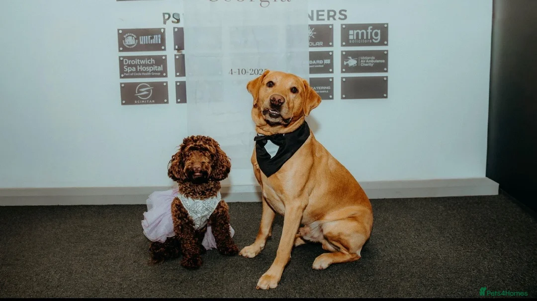 Mixed Breed dogs for sale: Beautiful cockapoo x Labrador puppies in Bridgnorth - Advert 1