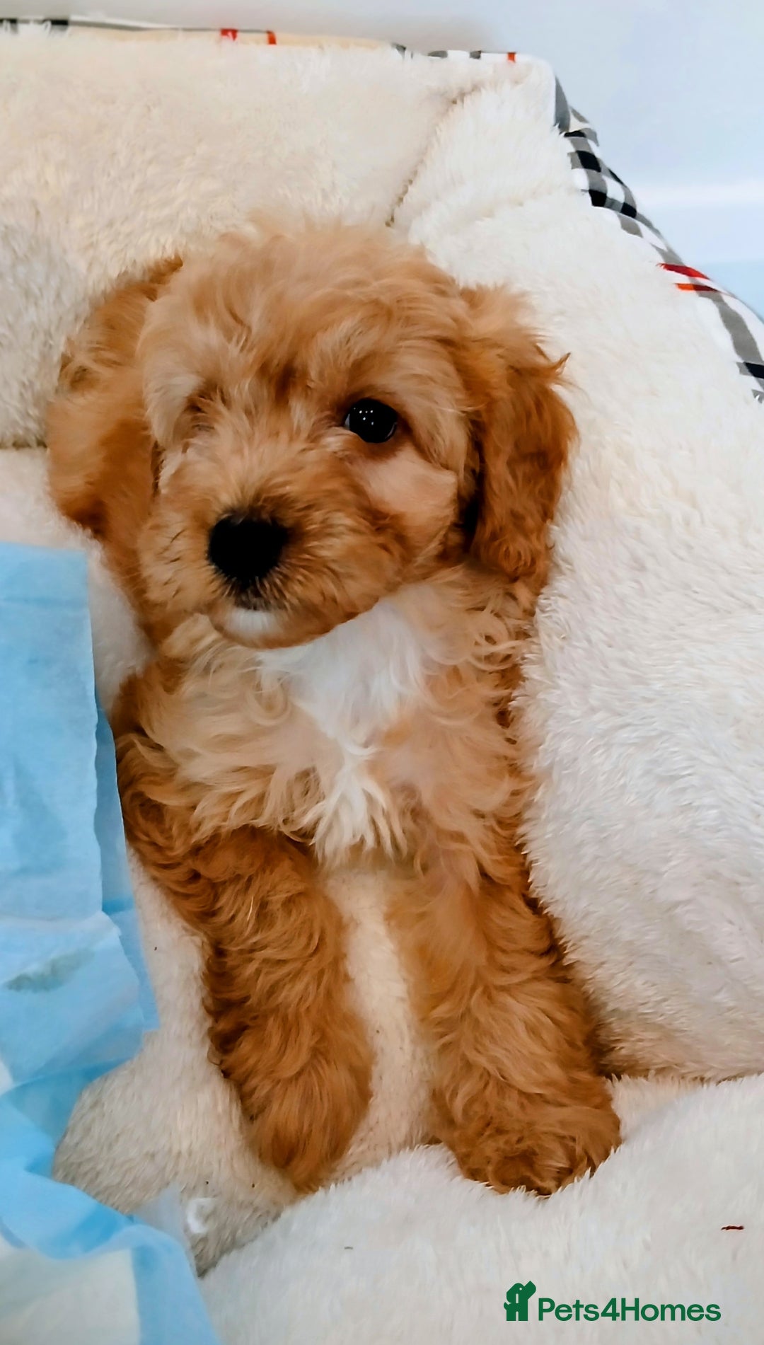 Cockapoo dogs for sale: Adorable F1B red cockapoo puppies  - Image 10