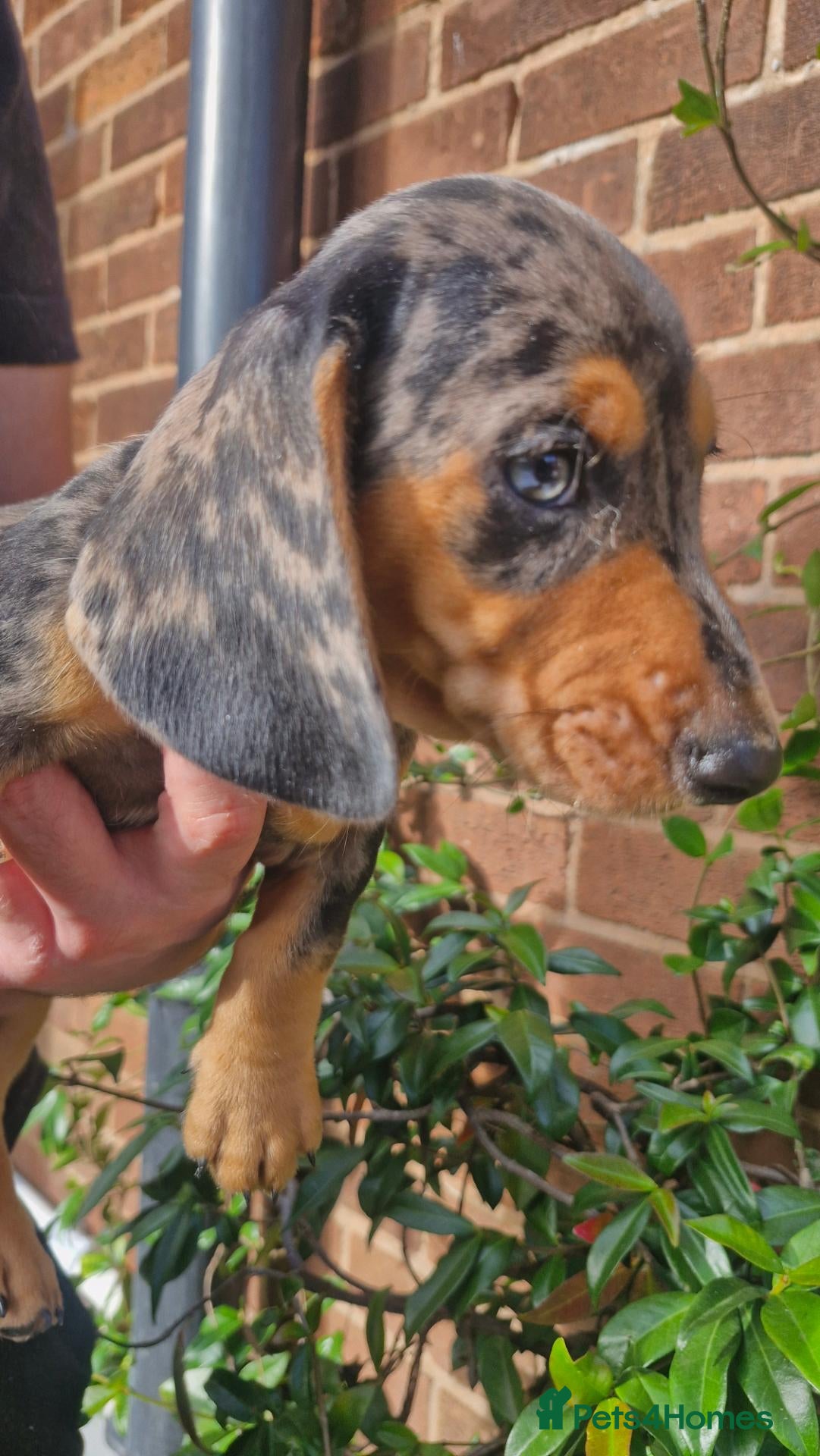 Dachshund dogs Beautiful dapple daschunds - Advert 1