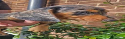Dachshund dogs for sale: Beautiful dapple daschunds - Advert 3