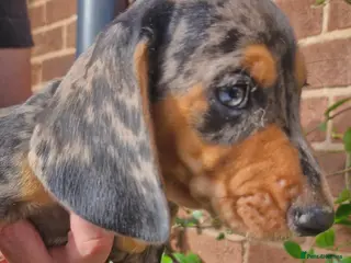 Dachshund dogs Beautiful dapple daschunds - Advert 1