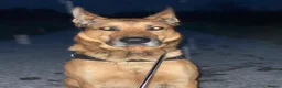 Belgian Shepherd Dog dogs for stud: 🐾 Kairo – Available for Stud 🐾 - Advert 6