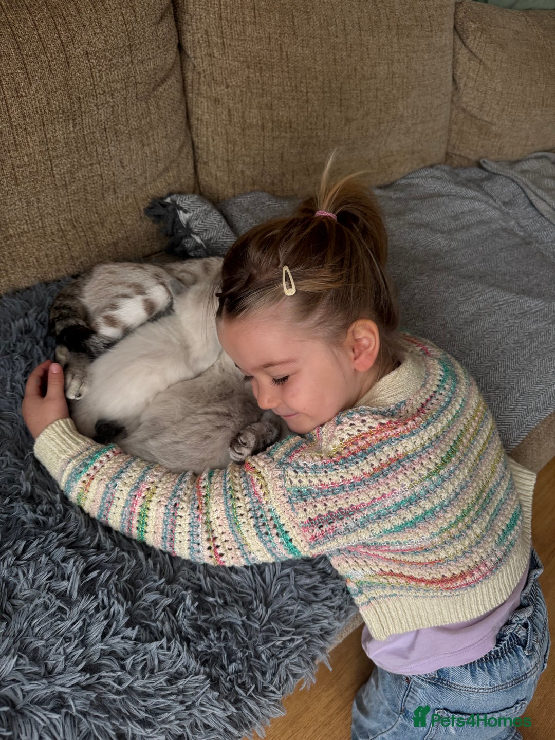 Ragdoll cats for sale: Adorable Ragdoll X Snow Bengal Kittens - Advert 11