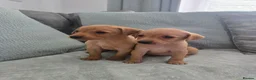 Labrador Retriever dogs for sale: Fox red labrador puppies  in Sunderland - Advert 12