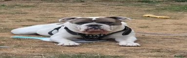 Old Tyme Bulldog 1