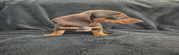 Miniature Dachshund dogs for sale: Miniature Dachshund READY NOW - Advert 31