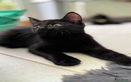 Mixed Breed cats for sale: Beautiful kittens!!!!! READY NOW!!! - Image 7