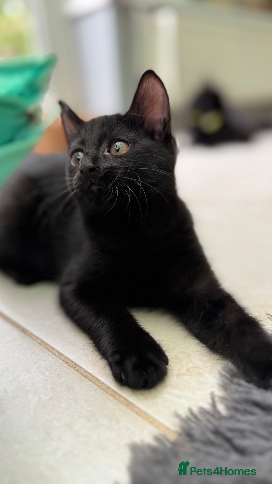 Mixed Breed cats for sale: Beautiful kittens!!!!! READY NOW!!! - Image 7