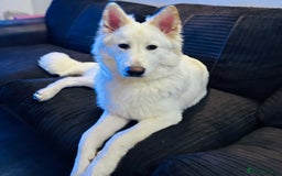 German Shepherd dogs for stud: White German Shepherd for stud - Image 1
