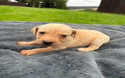 Labrador Retriever dogs for sale: KC Yellow Labradors - Image 11