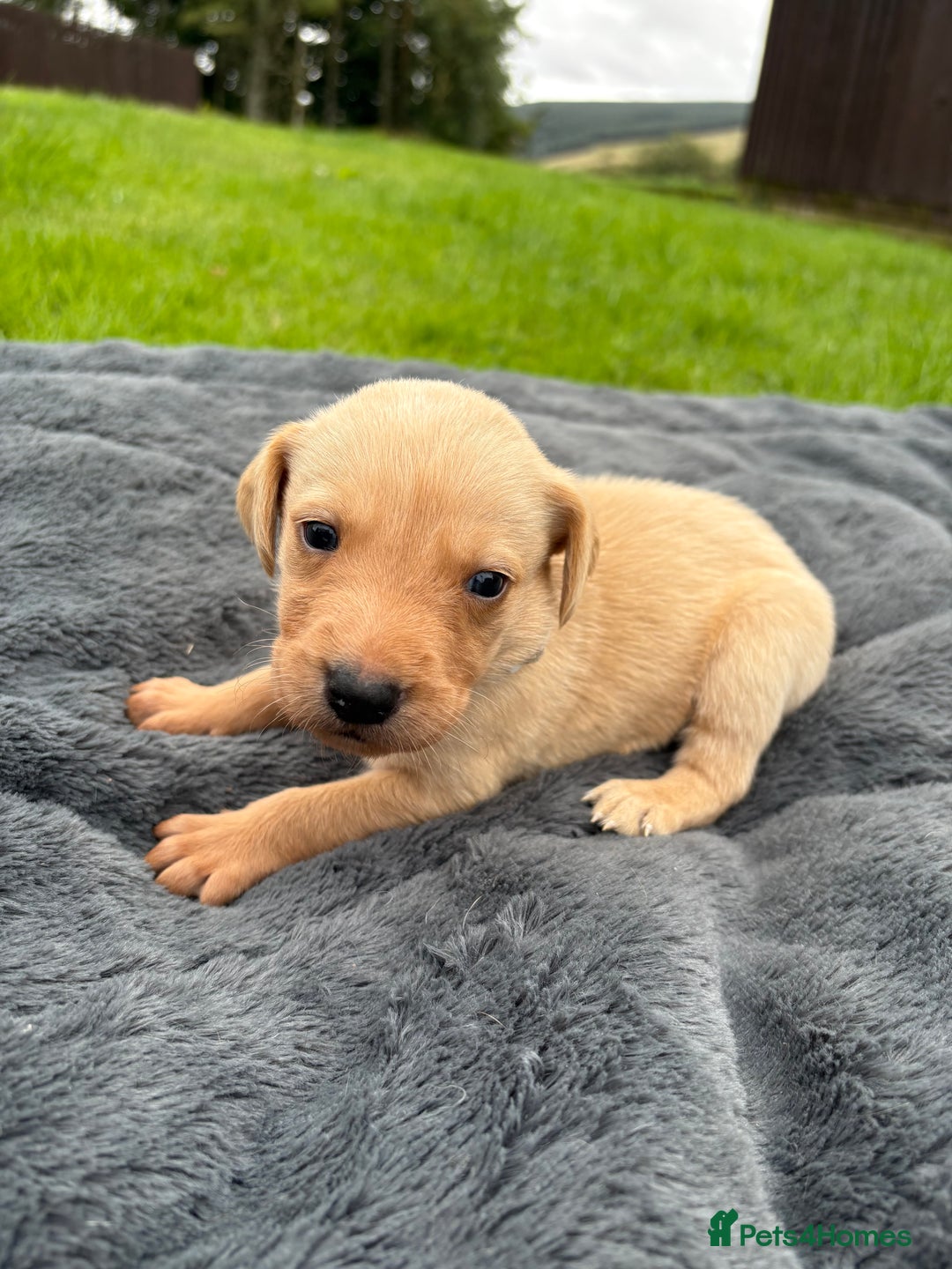 Labrador Retriever dogs for sale: KC Yellow Labradors - Image 11