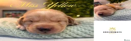 Labrador Retriever dogs for sale: Health-Tested Labrador Pups | 5-Star Breeder - Advert 4