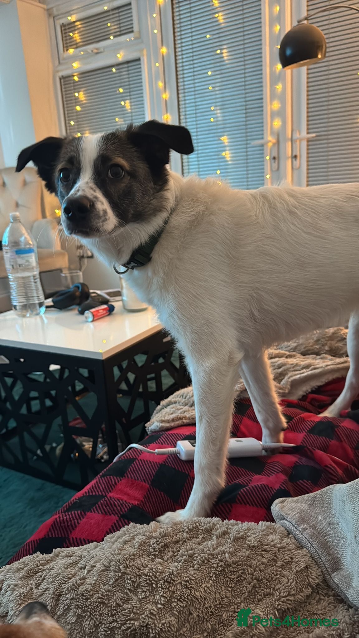 Silver — Mixed Breed