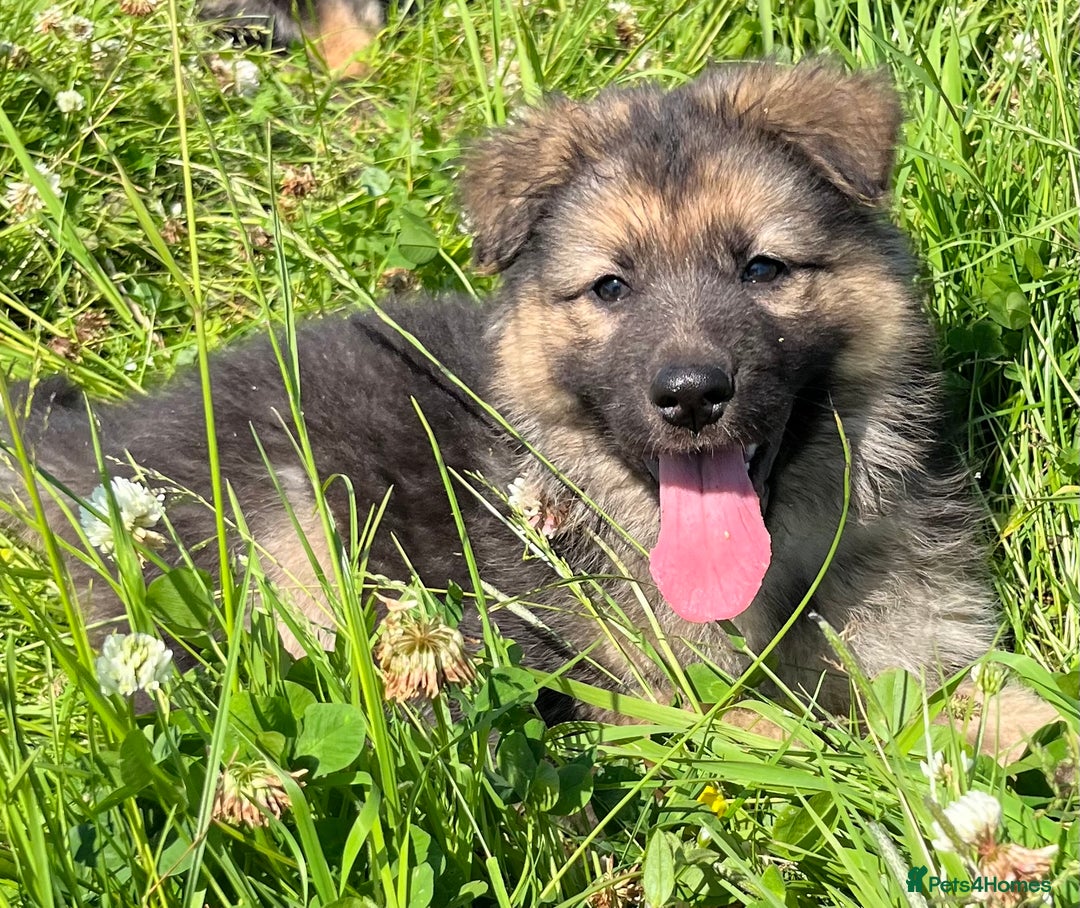 German Shepherd dogs for sale: German shepherd pups - Image 24