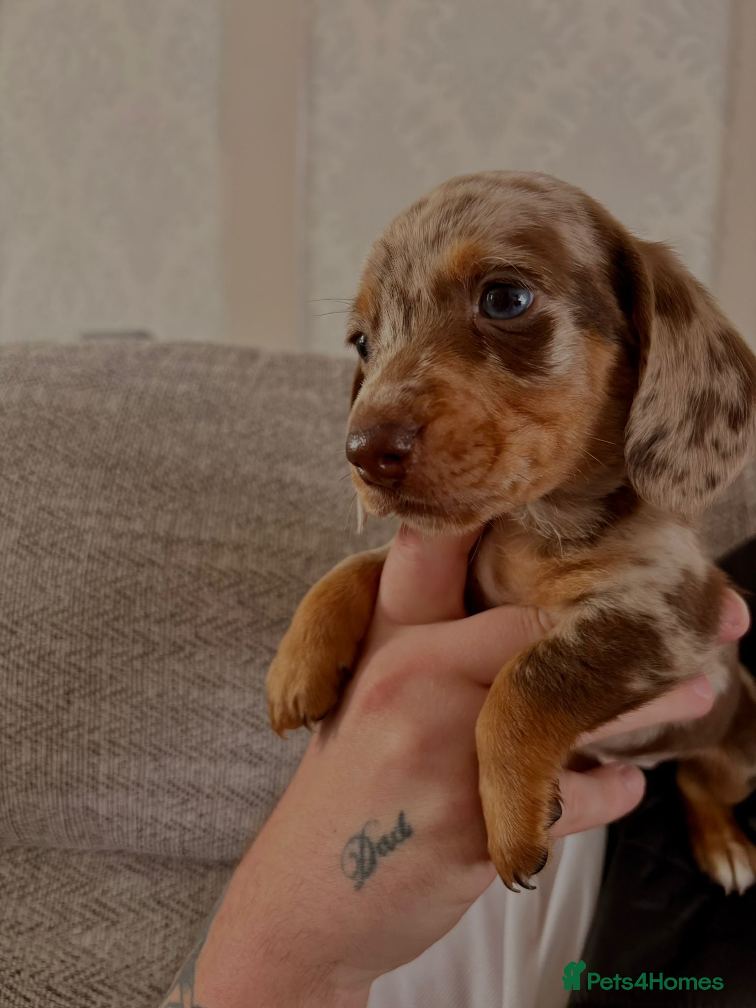 Miniature Dachshund dogs Miniature dachshund  - Advert 15