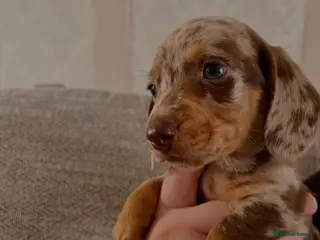 Miniature Dachshund dogs Miniature dachshund - Advert 15