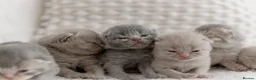 British Shorthair cats for sale: Stunning litter of x7 British short hair kittens  in Milford Haven - Advert 7