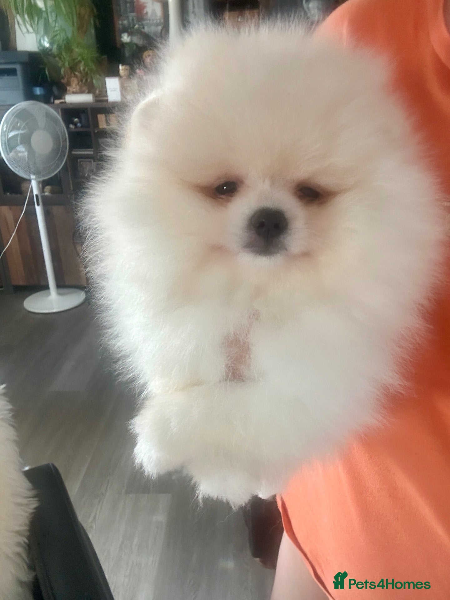 Pomeranian dogs KC white pomeranian pups ready now !  - Advert 3