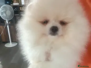 Pomeranian dogs KC white pomeranian pups ready now ! - Advert 3