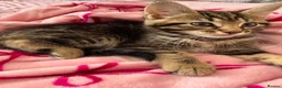 Mixed Breed cats for sale: Kittens  in Harrow - Advert 2