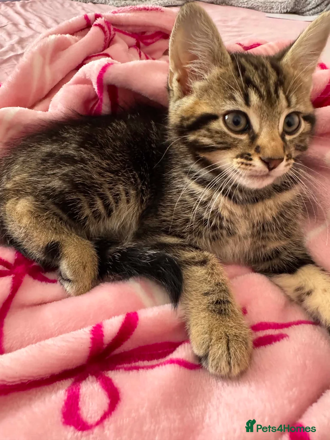 Mixed Breed cats for sale: Kittens  in Harrow - Advert 2