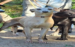 Whippet dogs for sale: Litter of two kc whippets - Image 2