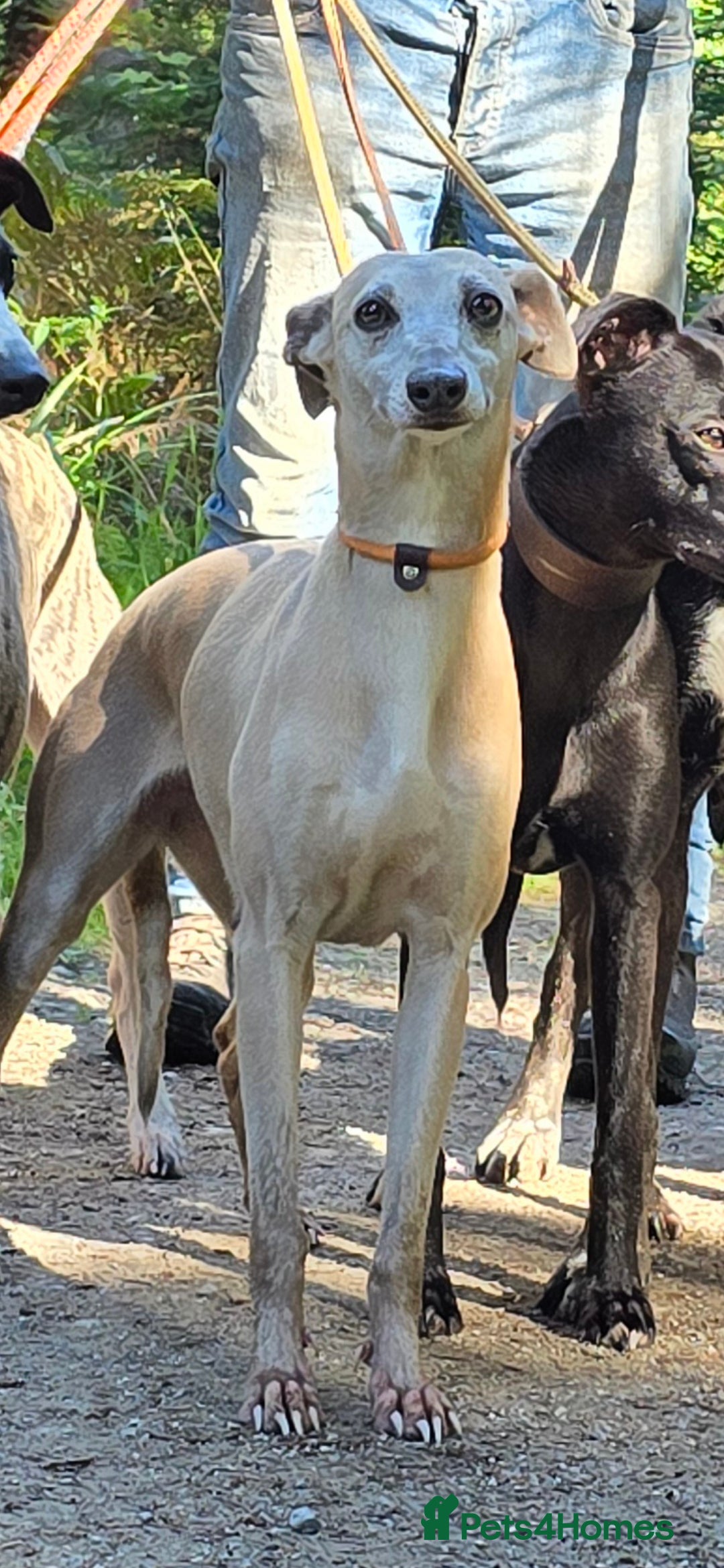 Whippet dogs for sale: Litter of two kc whippets - Image 2