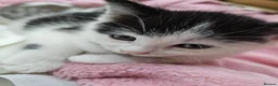 Mixed Breed cats for sale: 2 different litters, tiny kittens  - Advert 17