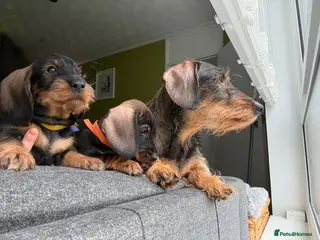 Dachshund dogs Standard Wire Haired Dachshund (2puppies left ) - Advert 11