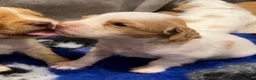 Sprocker dogs for sale: Gorgeous Sprocker Spaniel Puppies - Advert 12