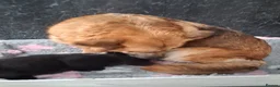 Sheprador dogs for sale: Beautiful German Shepherd cross Labrador pup in Neath - Advert 4