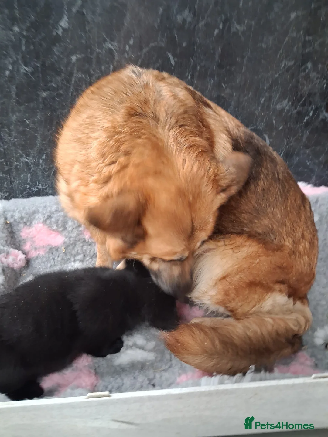 Sheprador dogs for sale: Beautiful German Shepherd cross Labrador pup in Neath - Advert 4