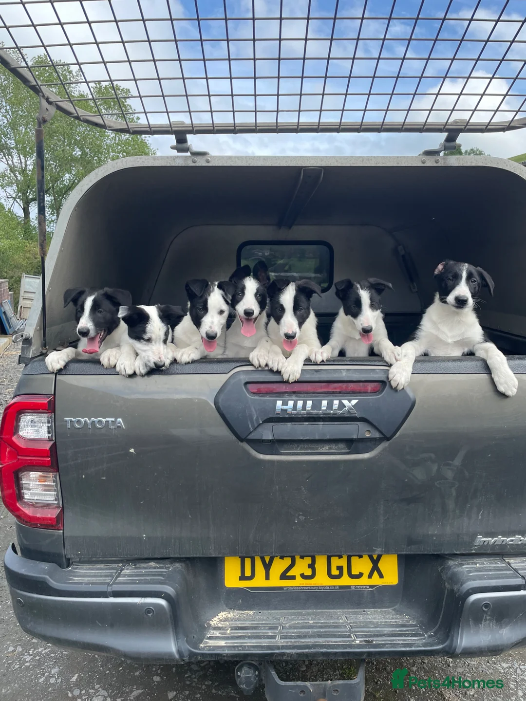 Border Collie dogs for sale: 12 Month old Border collie female in Caersws - Advert 3