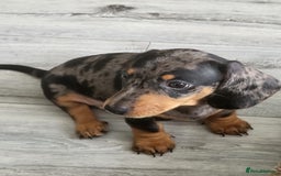 Dachshund dogs for sale: Stunning Miniature Dachshounds  - Image 10