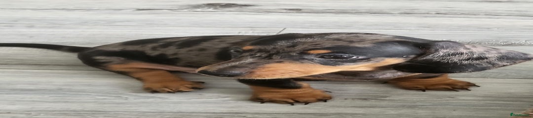 Dachshund Puppy 2