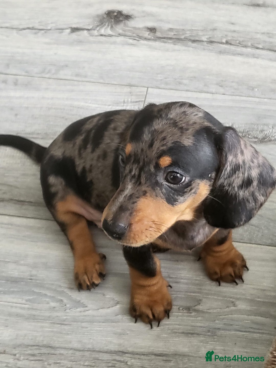 Dachshund dogs for sale: Stunning Miniature Dachshounds  - Image 10