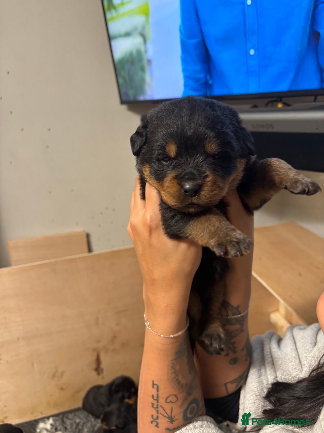Rottweiler dogs for sale: 🐾🐶 beautifulRottweiler puppies🐶🐾 - Advert 2