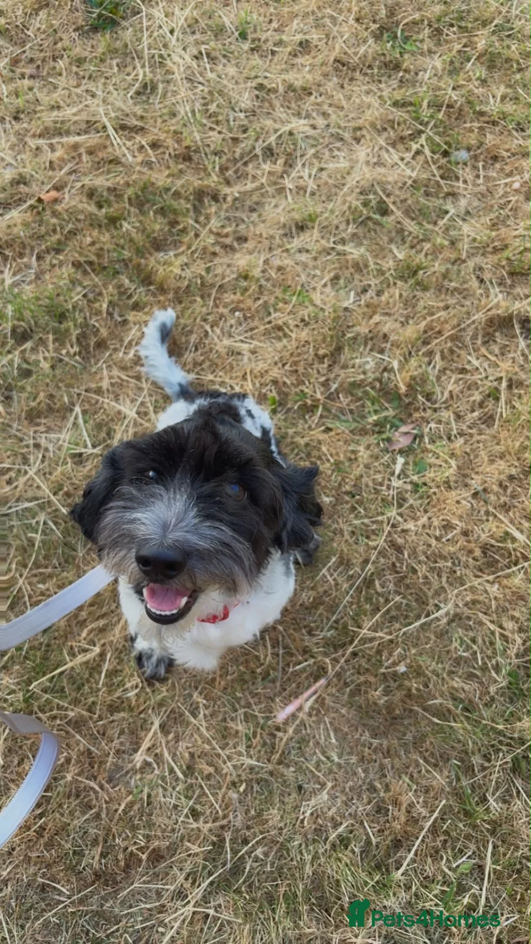 Mixed Breed dogs for sale: Bruno  - Advert 3