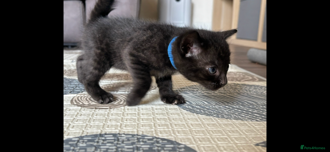 Bengal cats for sale: 4 Rare Tica Registered Bengal Kittens - Image 25