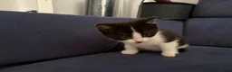 Mixed Breed cats for sale: 4 beautiful kittens for sale  in Slough - Advert 6