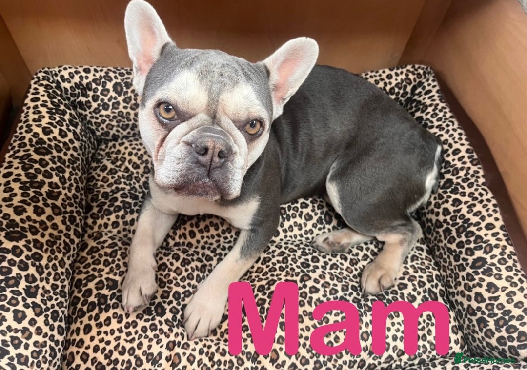 French Bulldog dogs for sale: 🩷5 French bulldog pups for sale🩷 - Image 10