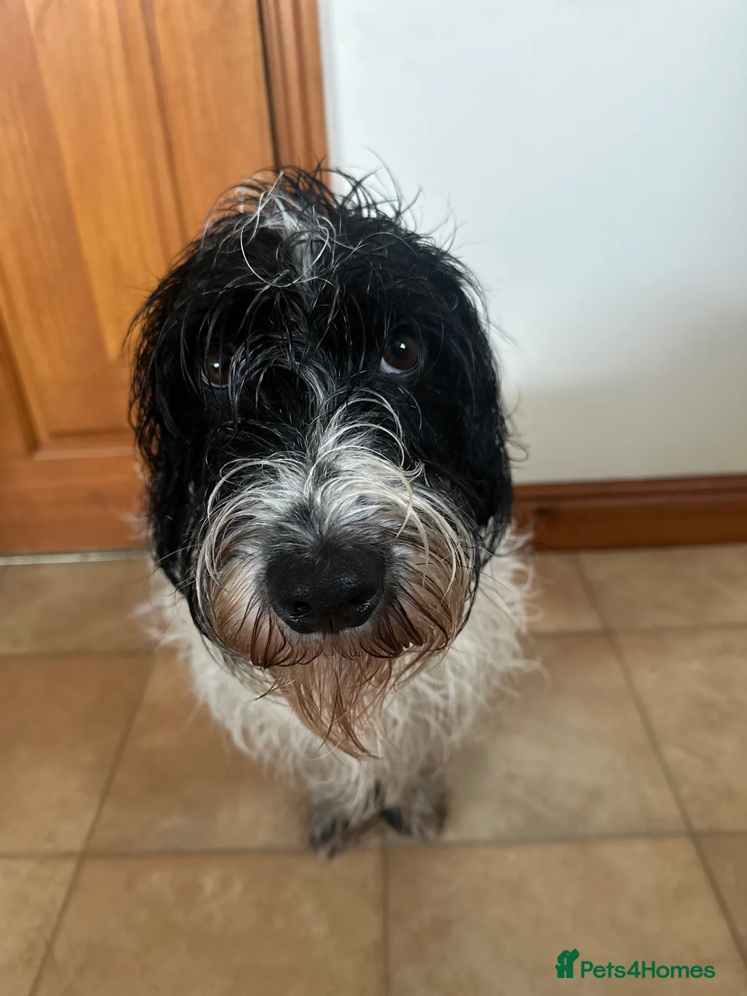 Mixed Breed dogs for sale: Percy  - Advert 5