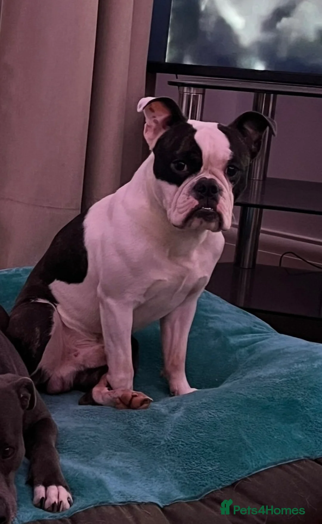 Mixed Breed dogs for sale: Over year old English bulldog mix Boston terrier  in Newry - Advert 2
