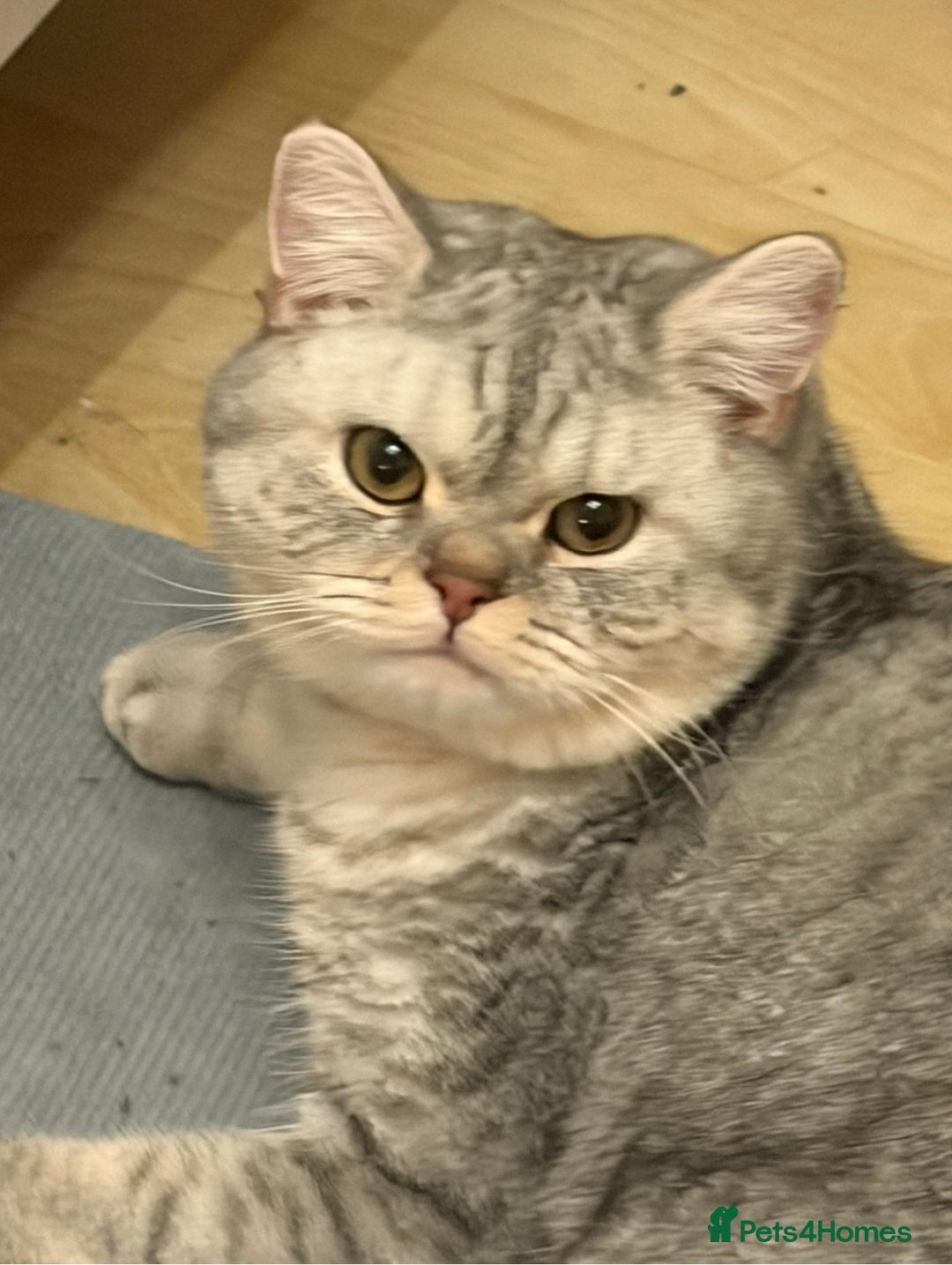 British Shorthair cats for sale: 3 Kittens•Full Pedigree•Champions bloodline•GCCF - Advert 6