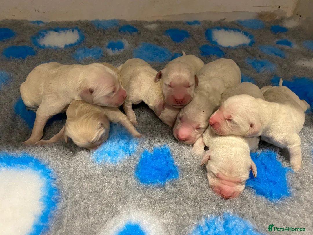 Golden Retriever dogs for stud: A proven gorgeous Golden Retriever for stud in Haywards Heath - Advert 15