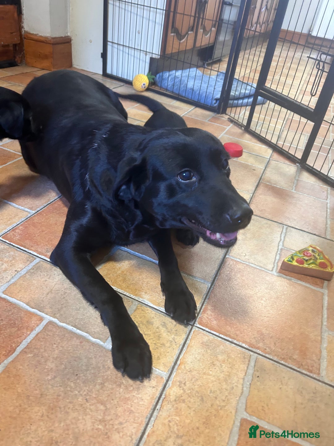 Labrador Retriever dogs for sale: GORGEOUS LITTER OF BLACK LABRADOR PUPPIES!! - Advert 1