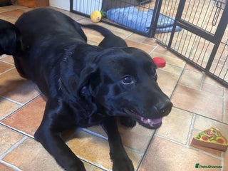 Labrador Retriever dogs GORGEOUS LITTER OF BLACK LABRADOR PUPPIES!! - Advert 1