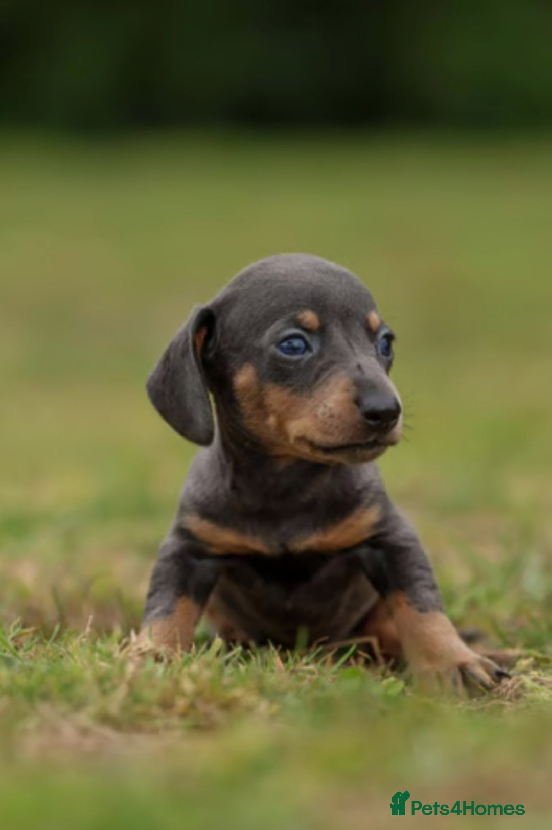 Miniature Dachshund dogs for sale: Miniature Dachshund Puppies  - Image 14