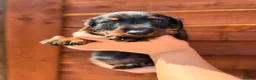 Miniature Dachshund dogs for sale: 🐾Exceptional wired haired dachshunds  🐾 - Advert 36