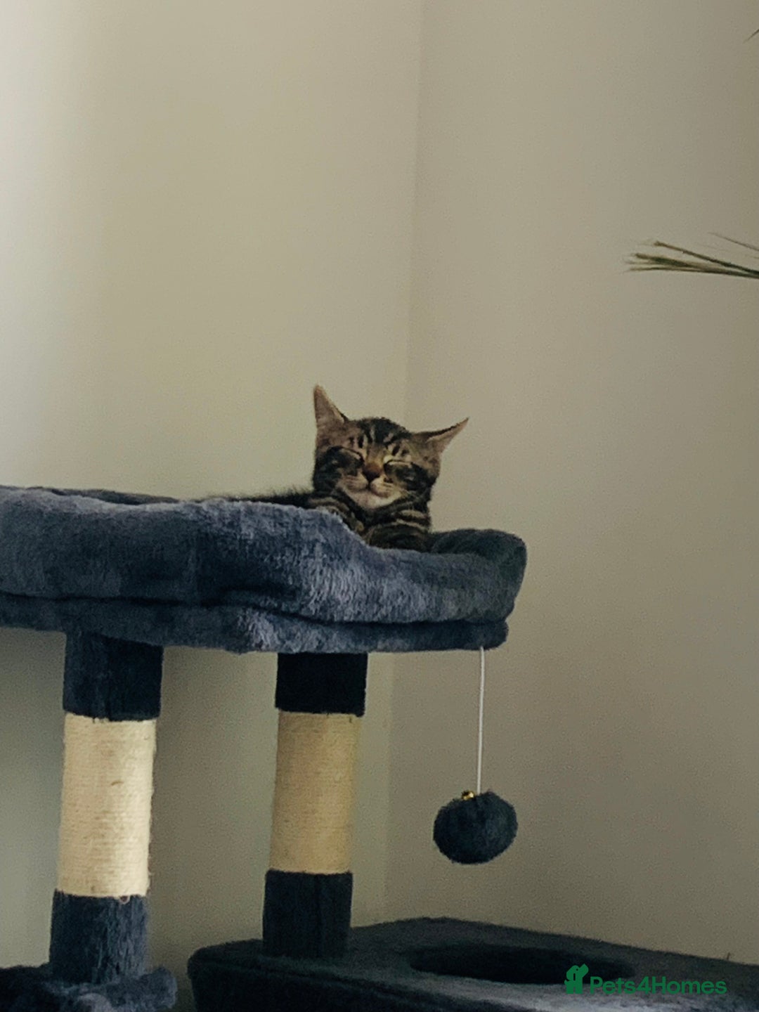 Domestic Shorthair cats for sale: Kittens available for adoption - Image 14